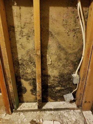 Mold Removal - Four Square Restoration in Los Angeles, CA